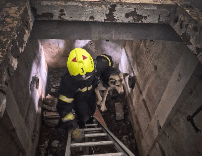 На Київщині рятувальники дістали собак з старого водогона На Київщині рятувальники дістали собак з старого водогона