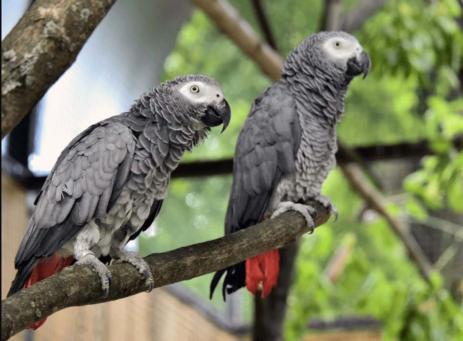 У Київському зоопарку зграя врятованих папуг жако обживають нову оселю (фото)