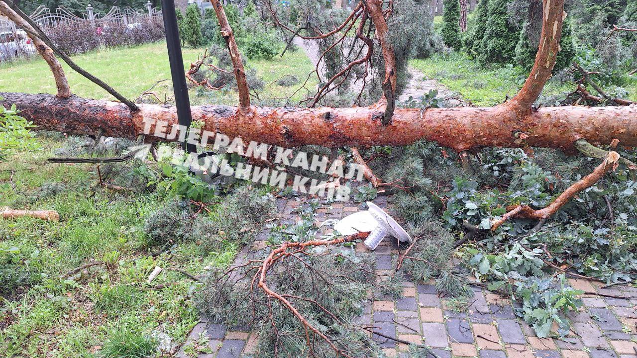 В Києві негода повалила дерева (фото) Негода вірує в Києві