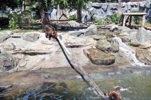 У Київському зоопарку бурі ведмеді обживають оновлені літні угіддя (фото) У Київському зоопарку бурі ведмеді обживають оновлені літні угіддя (фото)