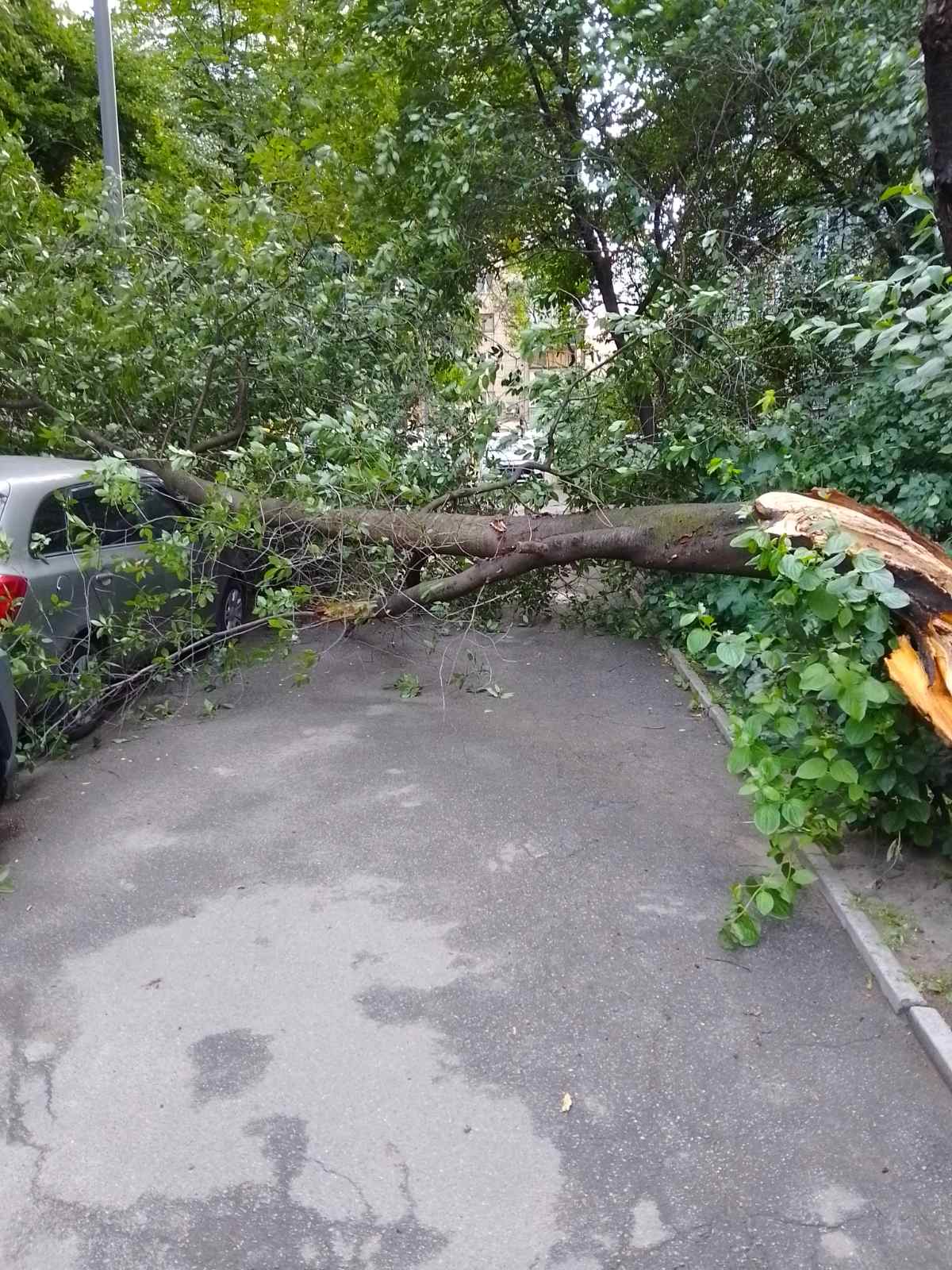 Рятувальники “Київської служби порятунку” усі ніч прибирали повалені вітром дерева (фото)
