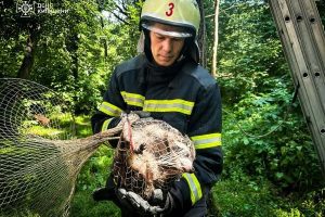 У Білій Церкві рятувальники зняли з дерева єнотиху, що втекла з зоопарку після обстрілу У Білій Церкві рятувальники зняли з дерева єнотиху, що втекла з зоопарку після обстрілу