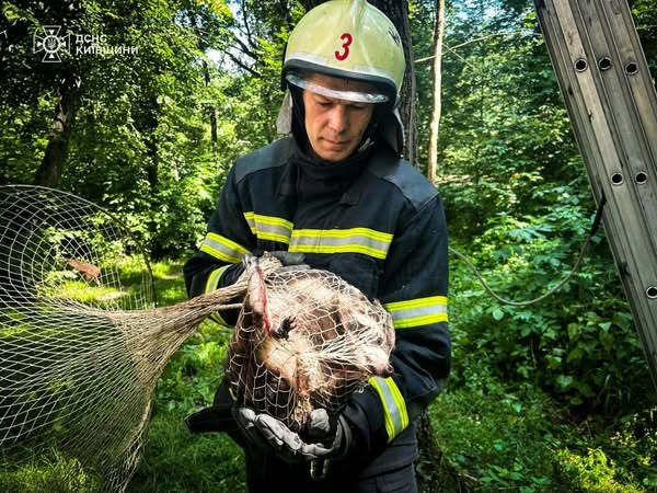У Білій Церкві рятувальники зняли з дерева єнотиху, що втекла з зоопарку після обстрілу