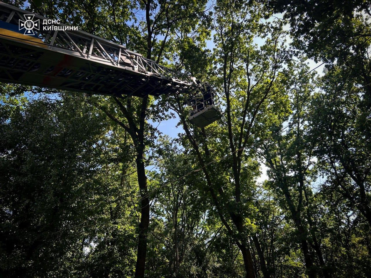 У Білій Церкві рятувальники зняли з дерева єнотиху, що втекла з зоопарку після обстрілу У Білій Церкві рятувальники зняли з дерева єнотиху, що втекла з зоопарку після обстрілу