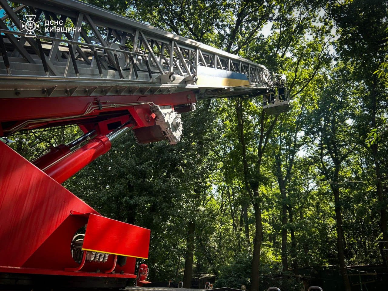 У Білій Церкві рятувальники зняли з дерева єнотиху, що втекла з зоопарку після обстрілу У Білій Церкві рятувальники зняли з дерева єнотиху, що втекла з зоопарку після обстрілу