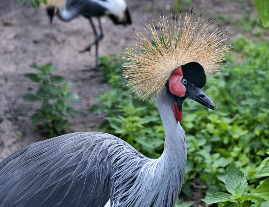 У Київському зоопарку відкрили новий авіарій для водно-болотних птахів (фото)