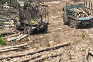 Офіс Генпрокурора повідомив про 167 мільйонів збитків через незаконну вирубку дерев