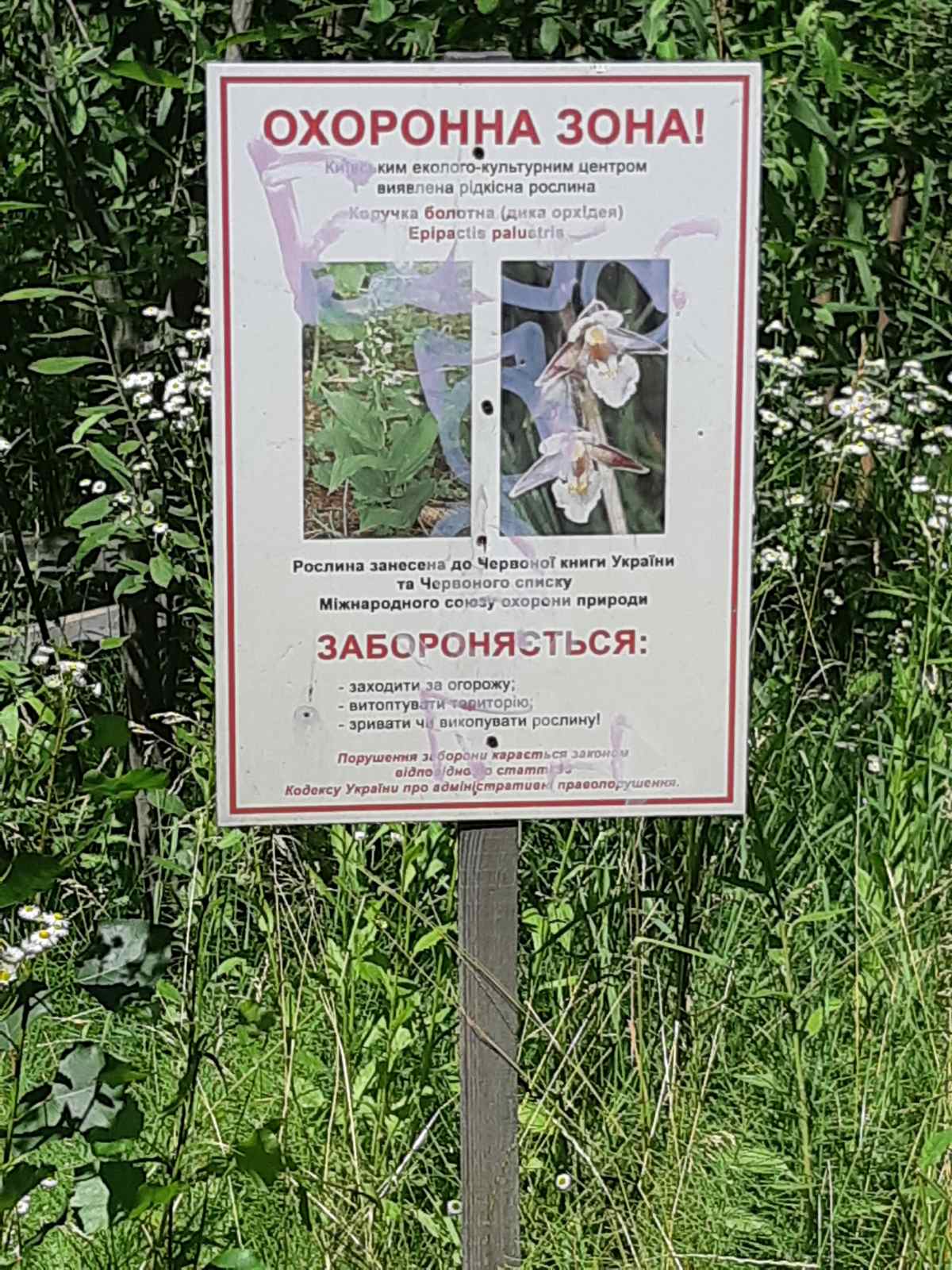Біля озера Лебедине в Києві розцвіли рідкісні дикі орхідеї (фото)