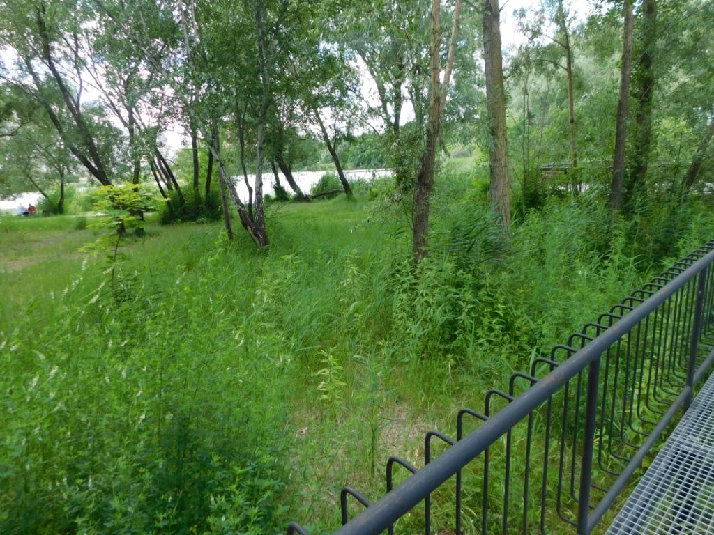 Біля озера Лебедине в Києві розцвіли рідкісні дикі орхідеї (фото)