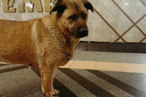 Вуличні собаки ховалися від обстрілів у метро разом із киянами (фото) Вуличні собаки ховалися від обстрілів у метро разом із киянами (фото)