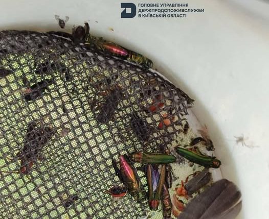 На Київщині оголошено карантин через небезпечного шкідника ясенів На Київщині оголошено карантин через небезпечного шкідника ясенів