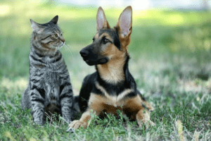 Спалах сказу на Київщині: у трьох районах запроваджено карантин, в регіоні триває кампанія щеплення