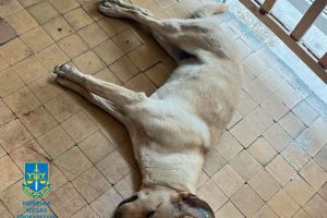 7,5 років за гратами: апеляція підтвердила вирок киянину, що вбив безпритульного собаку