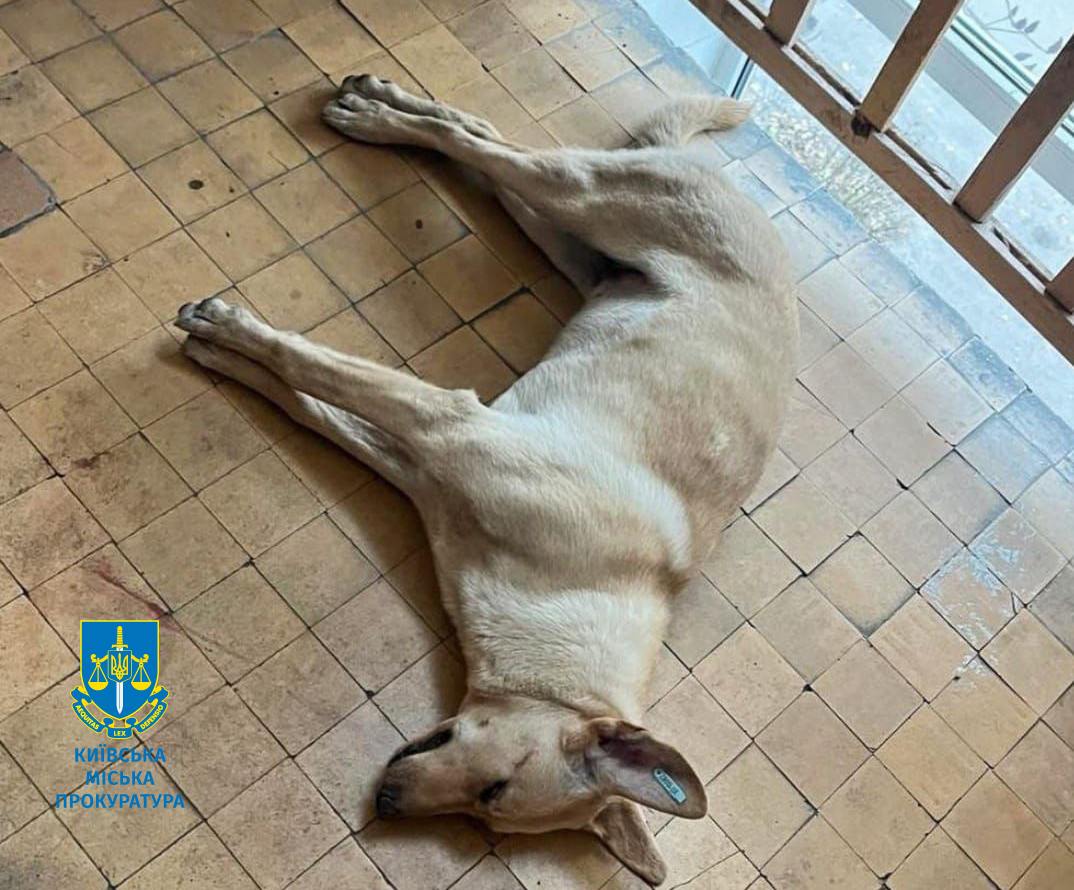 7,5 років за гратами: апеляція підтвердила вирок киянину, що вбив безпритульного собаку