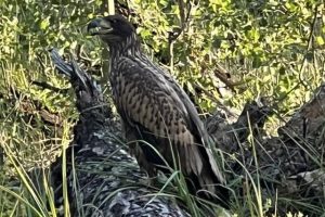 На Обухівщині врятували червонокнижного орлана-білохвоста з травмою голови