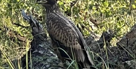 На Обухівщині врятували червонокнижного орлана-білохвоста з травмою голови