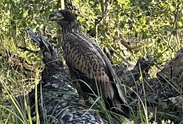На Обухівщині врятували червонокнижного орлана-білохвоста з травмою голови
