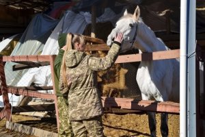 Ветерани військові можуть пройти програму реабілітації через іпотерапію на Київщині Ветерани військові можуть пройти програму реабілітації через іпотерапію на Київщині