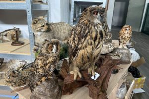 Київські митники зупинили спробу вивезення 12 опудал рідкісних тварин (фото)