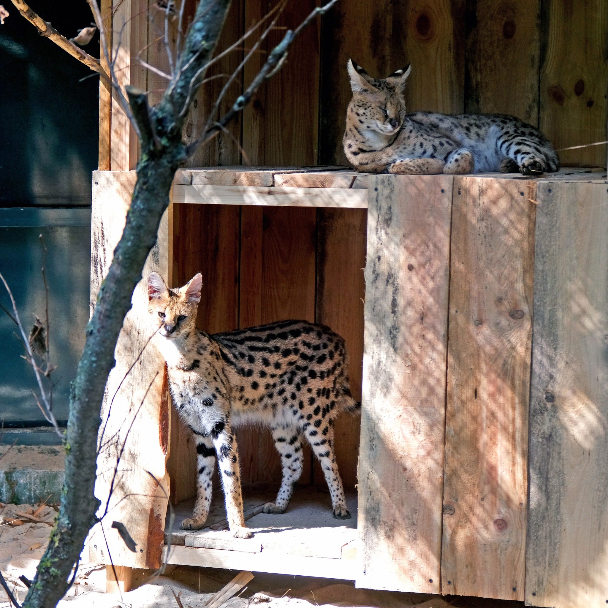 У КиївЗоо облаштували нову оселю для врятованих сервалів