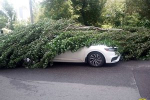Негода у Києві повалила 76 дерев та пошкодила мережі зовнішнього освітлення в чотирьох районах (фото) Негода у Києві повалила 76 дерев та пошкодила мережі зовнішнього освітлення в чотирьох районах (фото)
