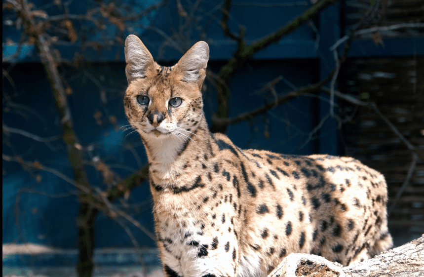 У КиївЗоо облаштували нову оселю для врятованих з Донеччини сервалів (фото)