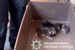 У Святошинському районі врятували 9 котів, які близько тижня були зачинені у квартирі У Святошинському районі врятували 9 котів, які близько тижня були зачинені у квартирі