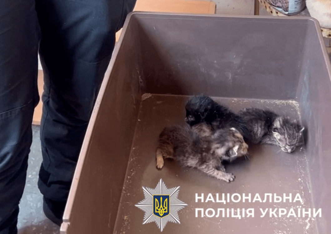 У Святошинському районі врятували 9 котів, які близько тижня були зачинені у квартирі