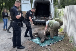 Столичні патрульні врятували знесиленого лося (відео)