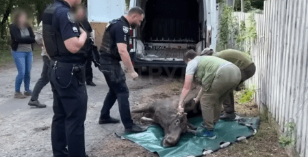 Столичні патрульні врятували знесиленого лося (відео)