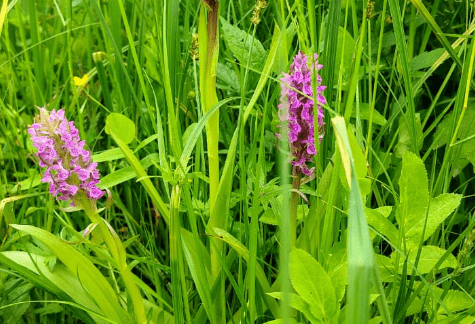 Рокитнянська селищна рада погодила створення пам'ятки природи "Орхідеї Ольшаниці"