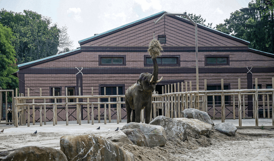 Оселю слона Хораса в Київському зоопарку ремонтуватимуть за 1,5 млн гривень