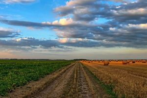 На Київщині депутатку селищної ради та її поплічників підозрюють у привласненні 92 гектарів землі