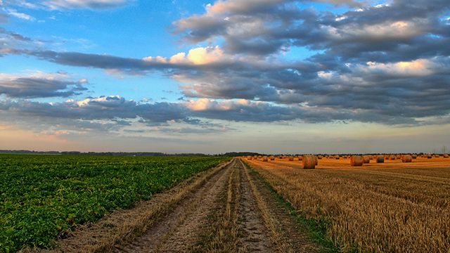 На Київщині депутатку селищної ради та її поплічників підозрюють у привласненні 92 гектарів землі