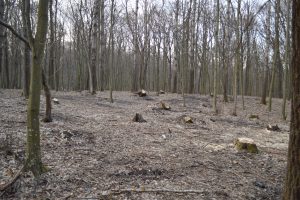 Найбільше лісу під виглядом санітарних рубок знищується у нацпарках, підпорядкованих ДУСі, – КЕКЦ Найбільше лісу під виглядом санітарних рубок знищується у нацпарках, підпорядкованих ДУСі, - КЕКЦ