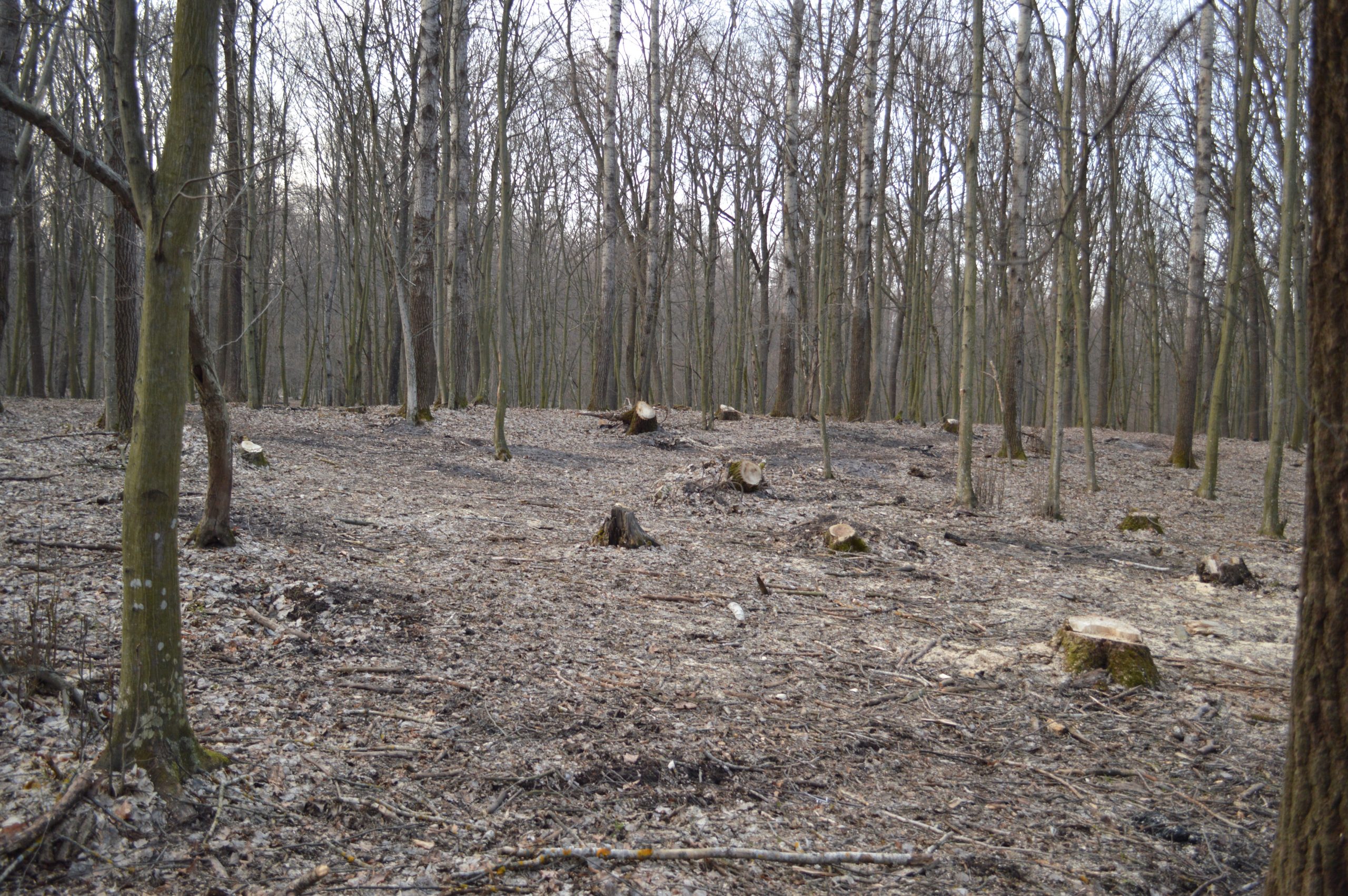 Найбільше лісу під виглядом санітарних рубок знищується у нацпарках, підпорядкованих ДУСі, - КЕКЦ