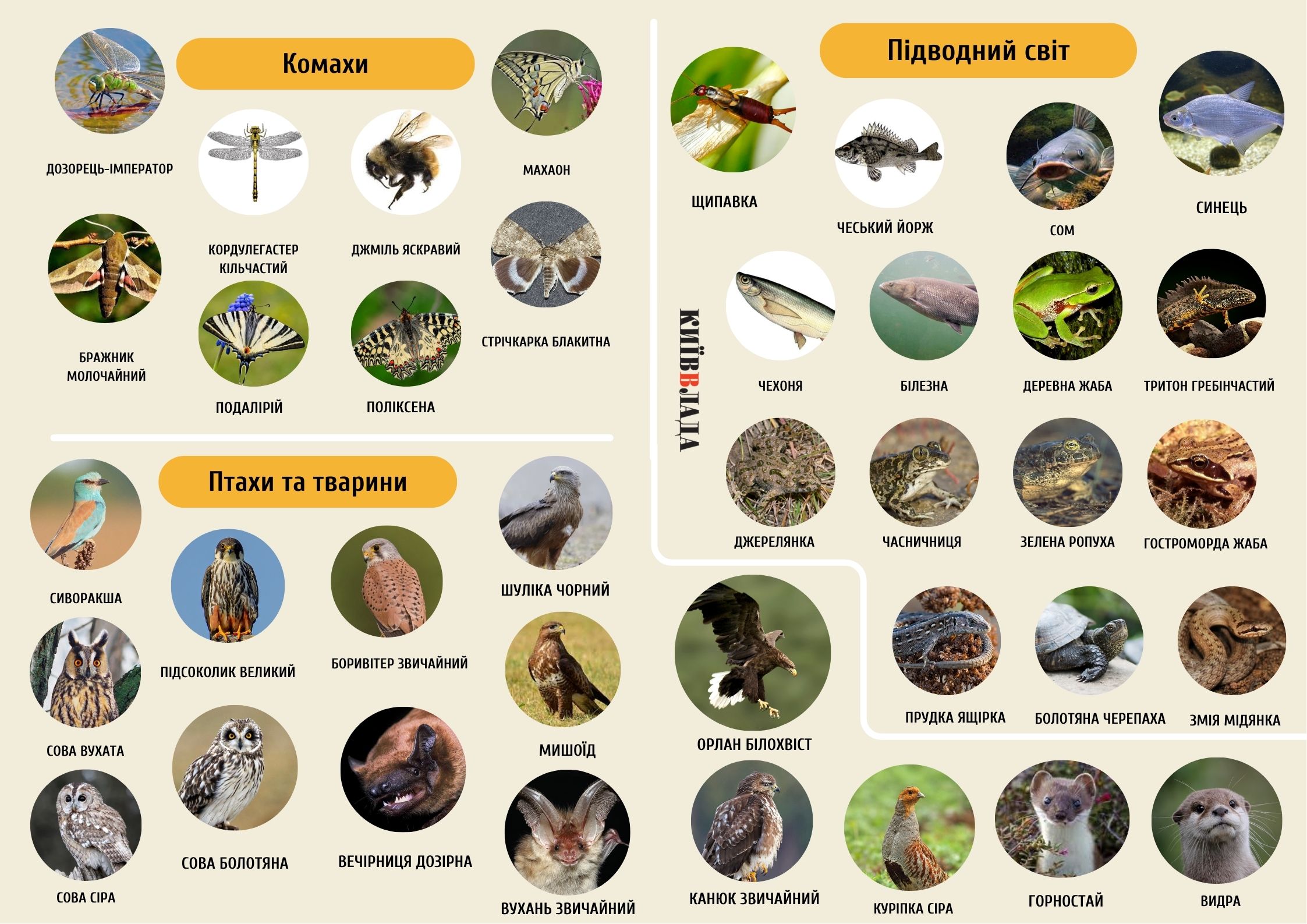 Альтанки та комунальні мережі: чому статус заказника не зупиняє втручання у територію столичного заказника “Деснянські луки” Альтанки та комунальні мережі: чому статус заказника не зупиняє втручання у територію столичного заказника “Деснянські луки”