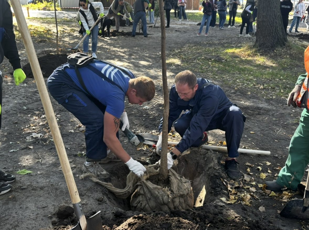 На Долобецькому острові на місці стихійної парковки висадили 44 катальпи (фото)