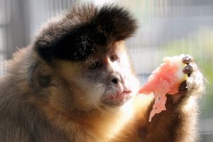 Кавунові вікенди: цими вихідними показові частування пройдуть у приматів Нижнього парку (фото)