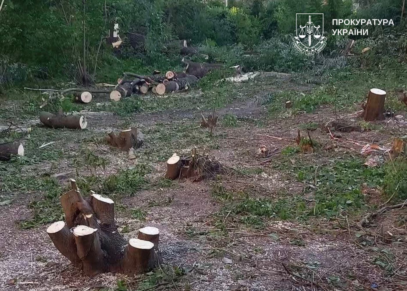 Правоохоронці почали розслідування вирубки дерев в районі Совських ставків у Києві