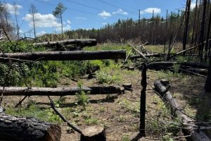 Незаконна порубка дерев на Вишгородщині: поліція Київщини повідомила директору підприємства про підозру Незаконна порубка дерев на Вишгородщині: поліція Київщини повідомила директору підприємства про підозру