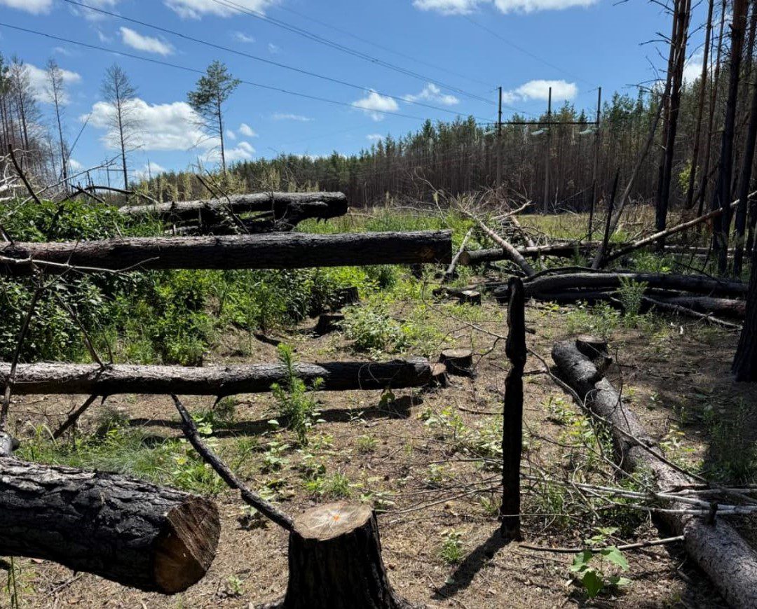 Незаконна порубка дерев на Вишгородщині: поліція Київщини повідомила директору підприємства про підозру Незаконна порубка дерев на Вишгородщині: поліція Київщини повідомила директору підприємства про підозру
