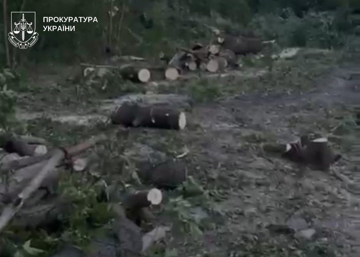 Правоохоронці почали розслідування вирубки дерев в районі Совських ставків у Києві