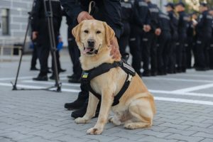 У Бучі запрацював новий кінологічний центр Нацполіції (фото, відео)