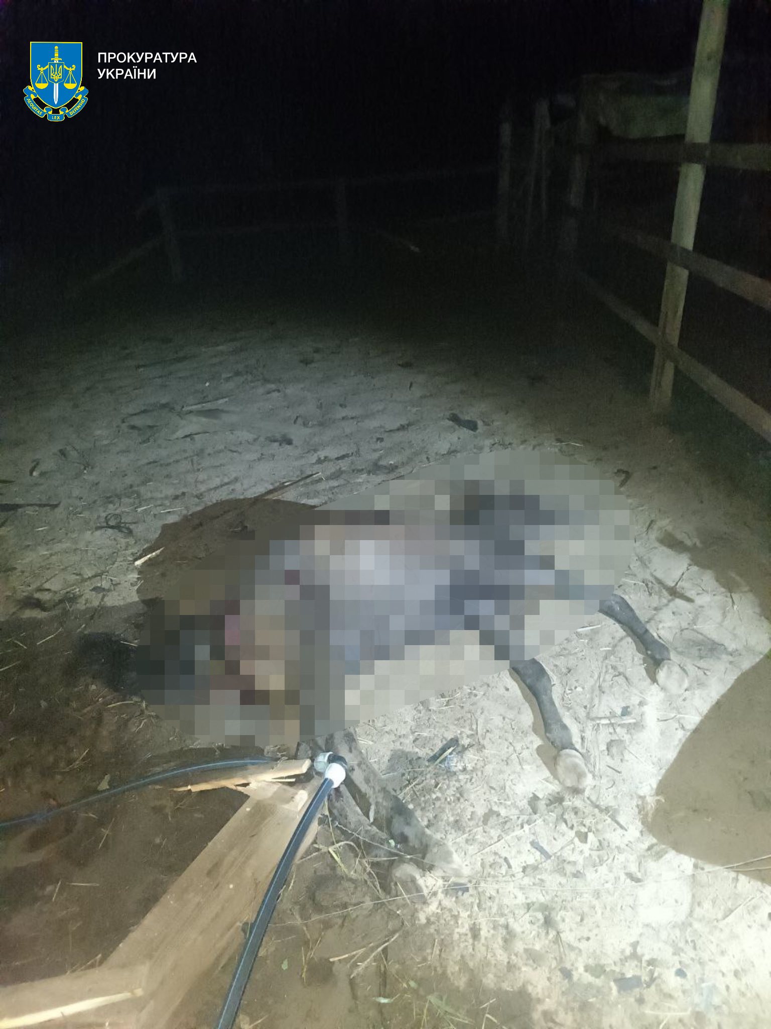 На Київщині внаслідок атаки рф поранено дівчину, зруйновано стайню - загинуло 7 коней На Київщині внаслідок атаки рф поранено дівчину, зруйновано стайню - загинуло 7 коней