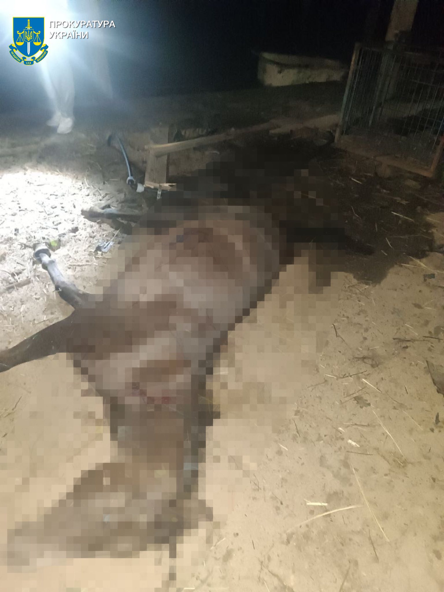 На Київщині внаслідок атаки рф поранено дівчину, зруйновано стайню - загинуло 7 коней На Київщині внаслідок атаки рф поранено дівчину, зруйновано стайню - загинуло 7 коней