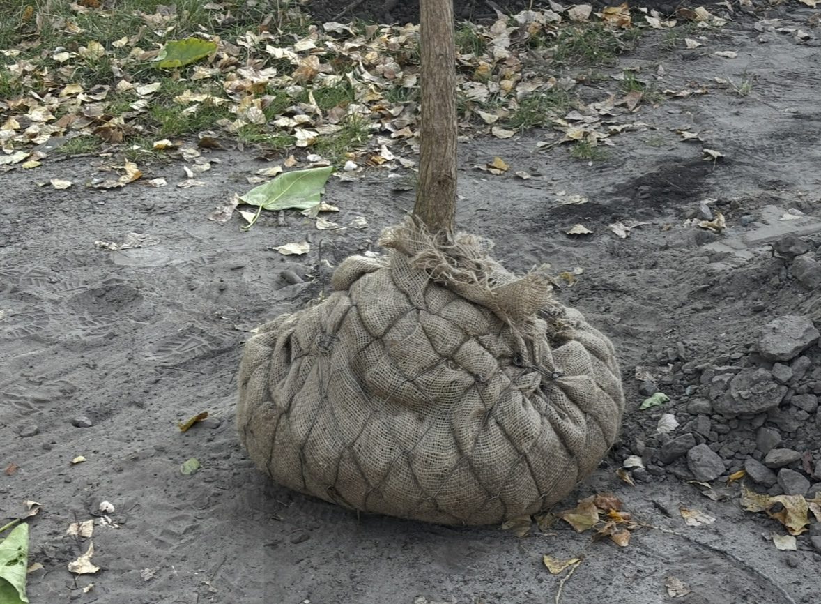 На Долобецькому острові на місці стихійної парковки висадили 44 катальпи (фото)