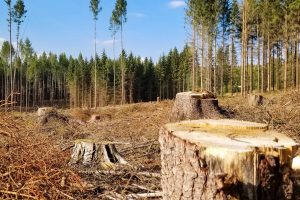 За останні п’ять років обсяги рубок в девʼяти нацпарках України зросли у 2-6 разів, – КЕКЦ За останні п'ять років обсяги рубок в девʼяти нацпарках України зросли у 2-6 разів, - КЕКЦ
