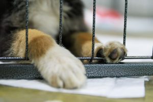 У Міжнародному виставковому центрі столиці заплановані осінні Дні адопції тварин