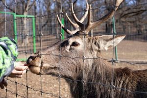 На Київщині у приватному зоопарку виявлено випадок сказу у оленя